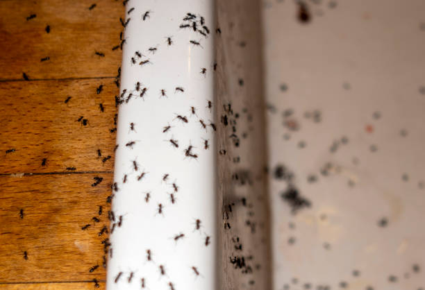 Best Termite Control Services  in Cranston, RI