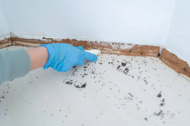 Best Termite Control Services  in Cranston, RI